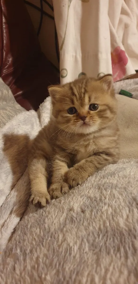 British short hair kitten - Image 3