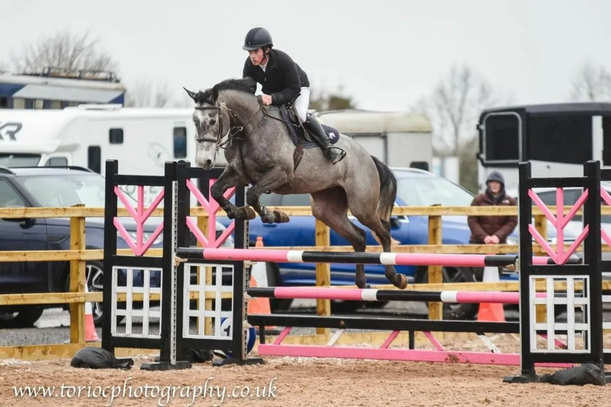 6 year old Showjumper - Image 3