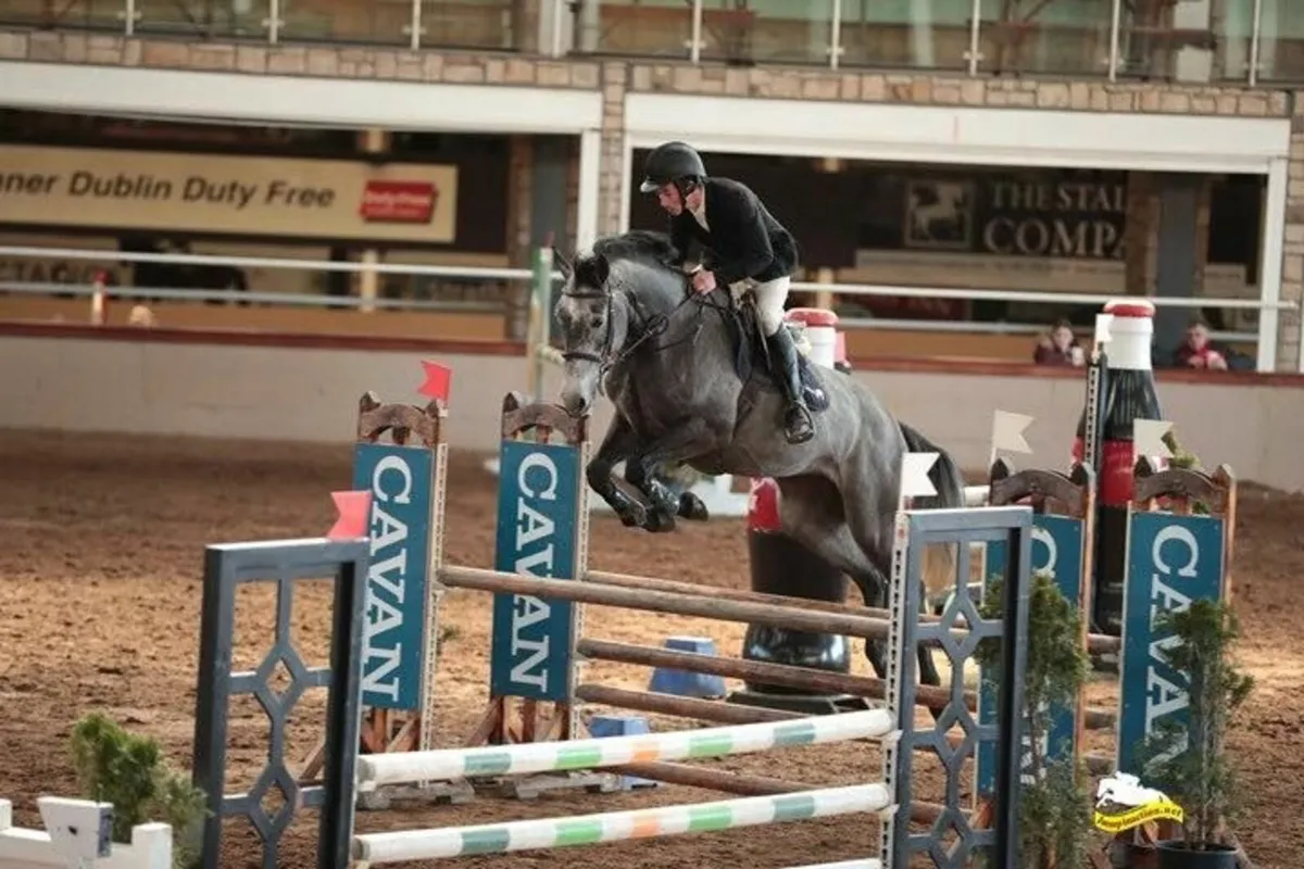 6 year old Showjumper - Image 4