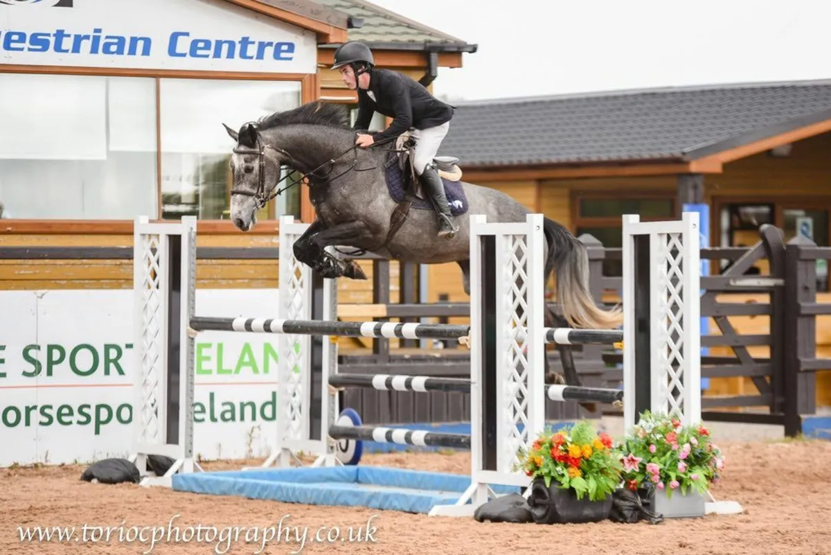 6 year old Showjumper - Image 1