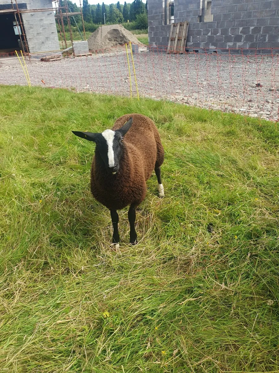 Sheep - Image 1