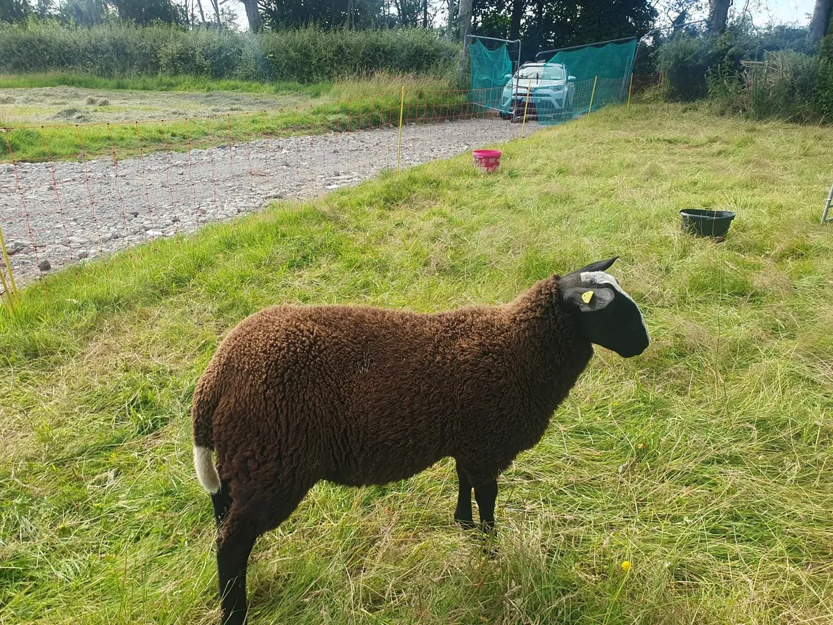Sheep - Image 2