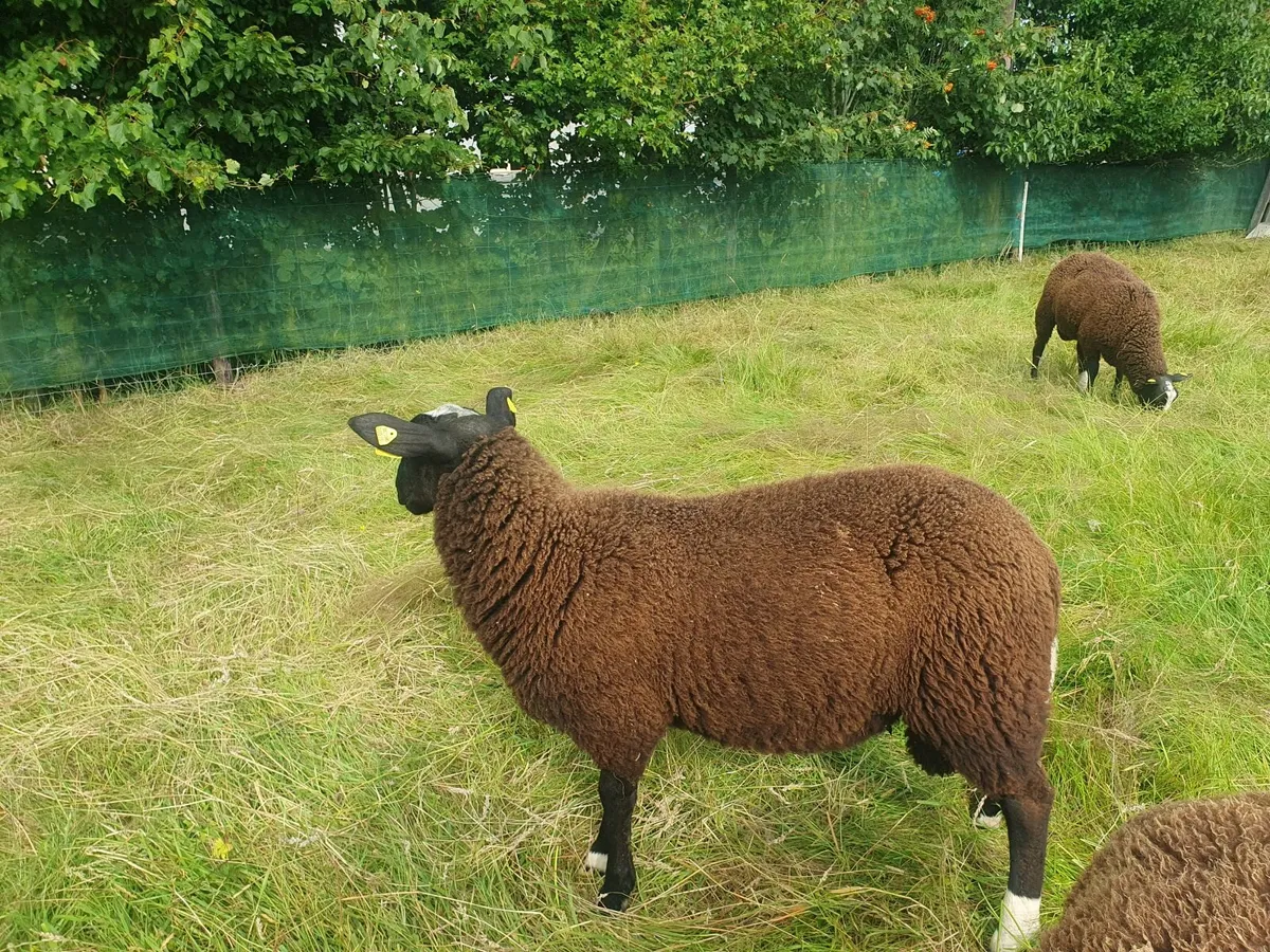 Sheep - Image 3