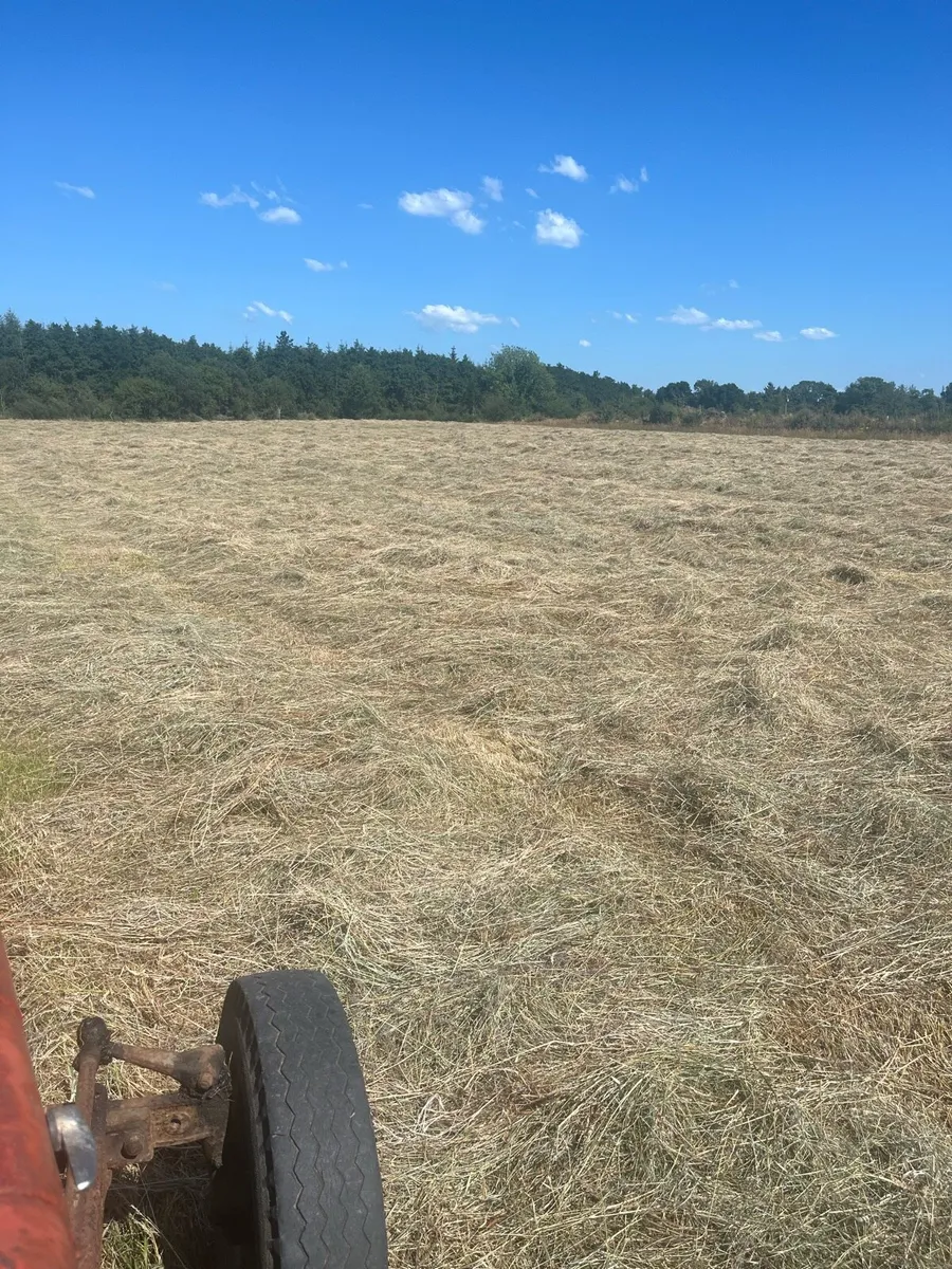 Hay - Image 1
