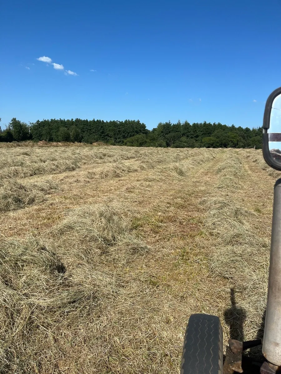 Hay - Image 2