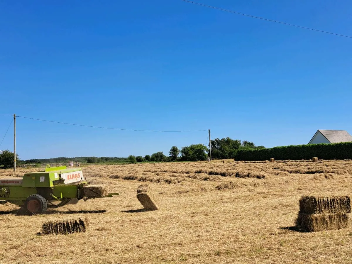 Small square bales of hay - Image 2