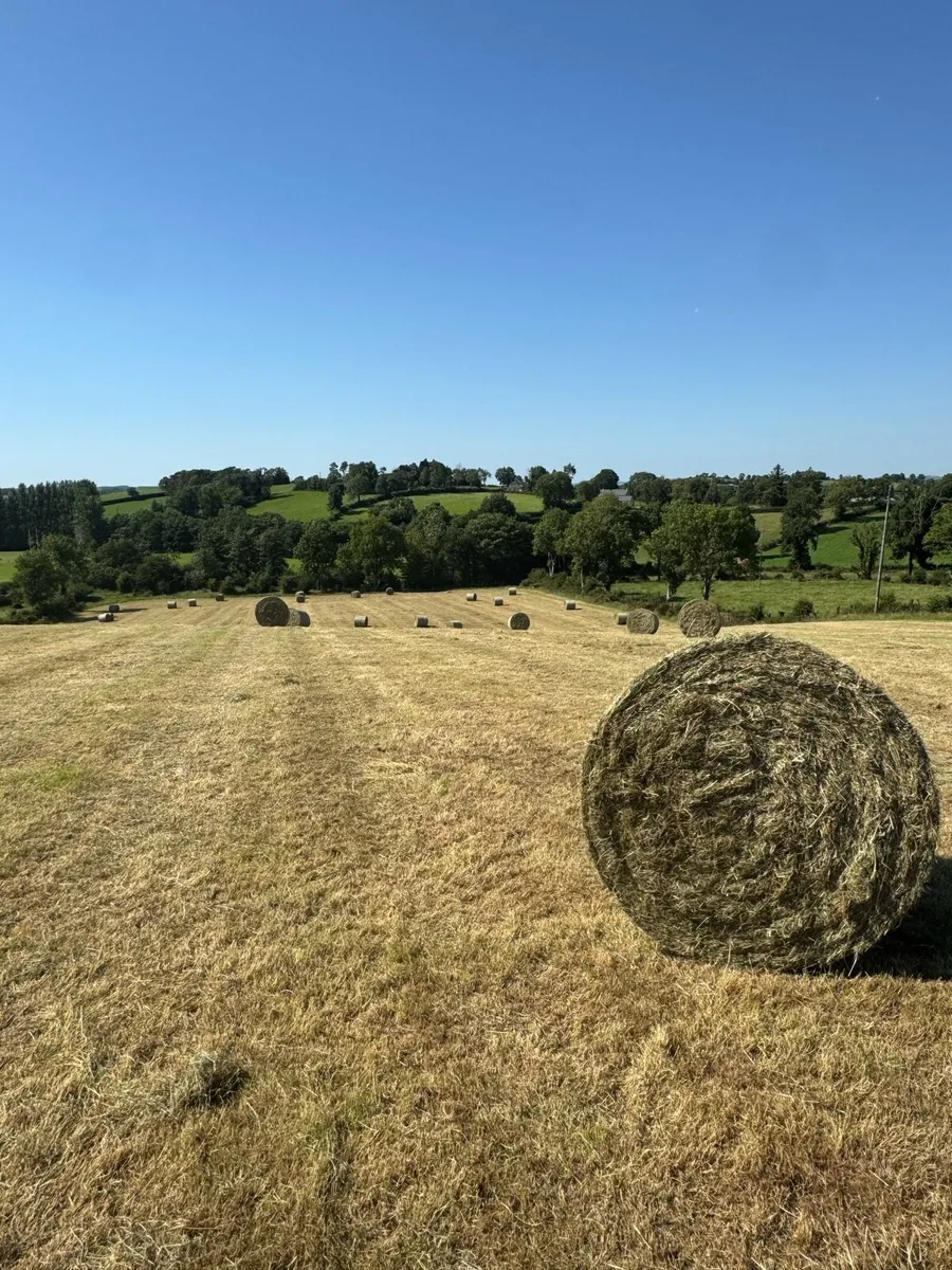 Hay for sale