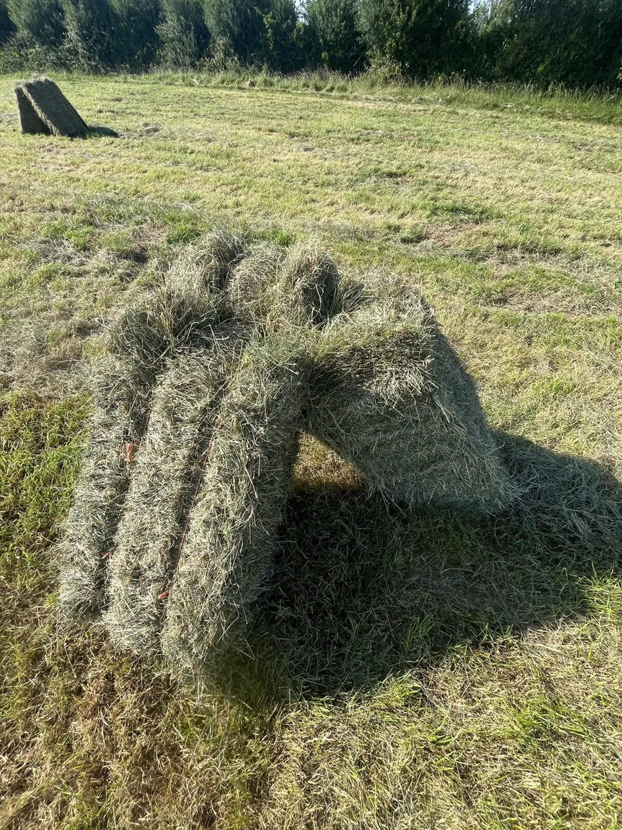 Top Quality Square bales - Image 1