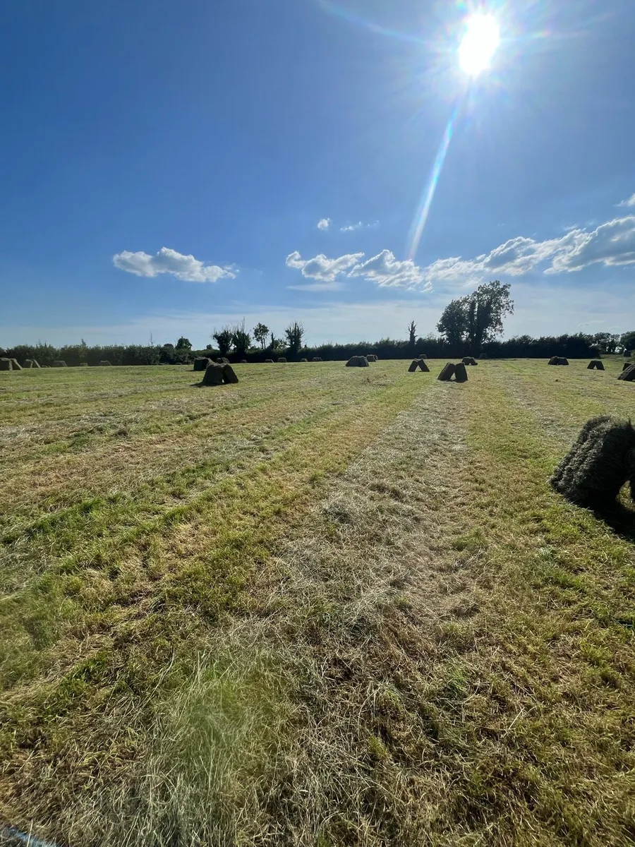 Top Quality Square bales - Image 2