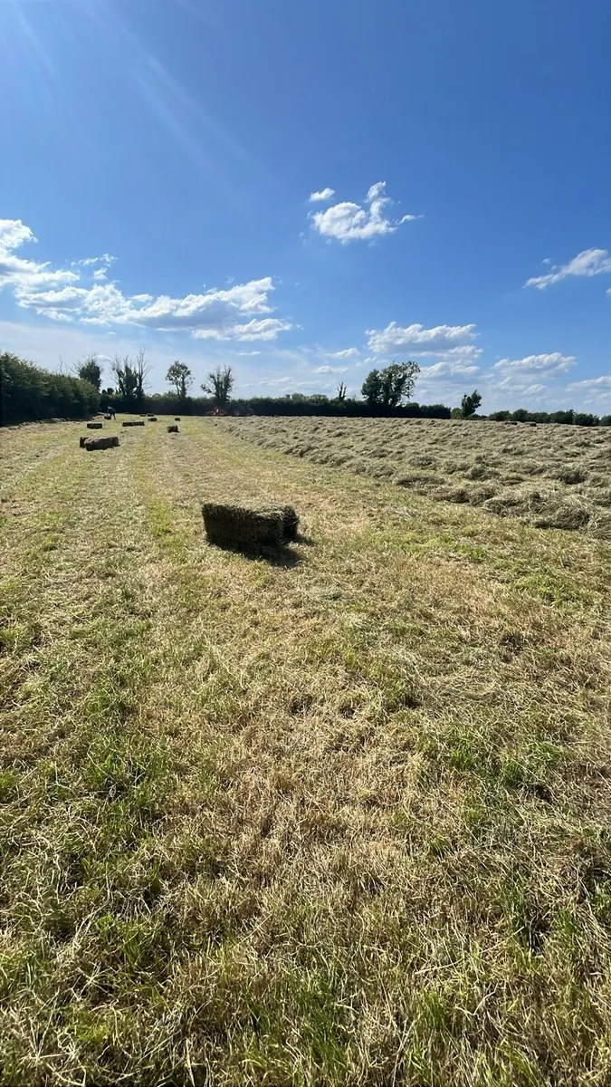 Top Quality Square bales - Image 3