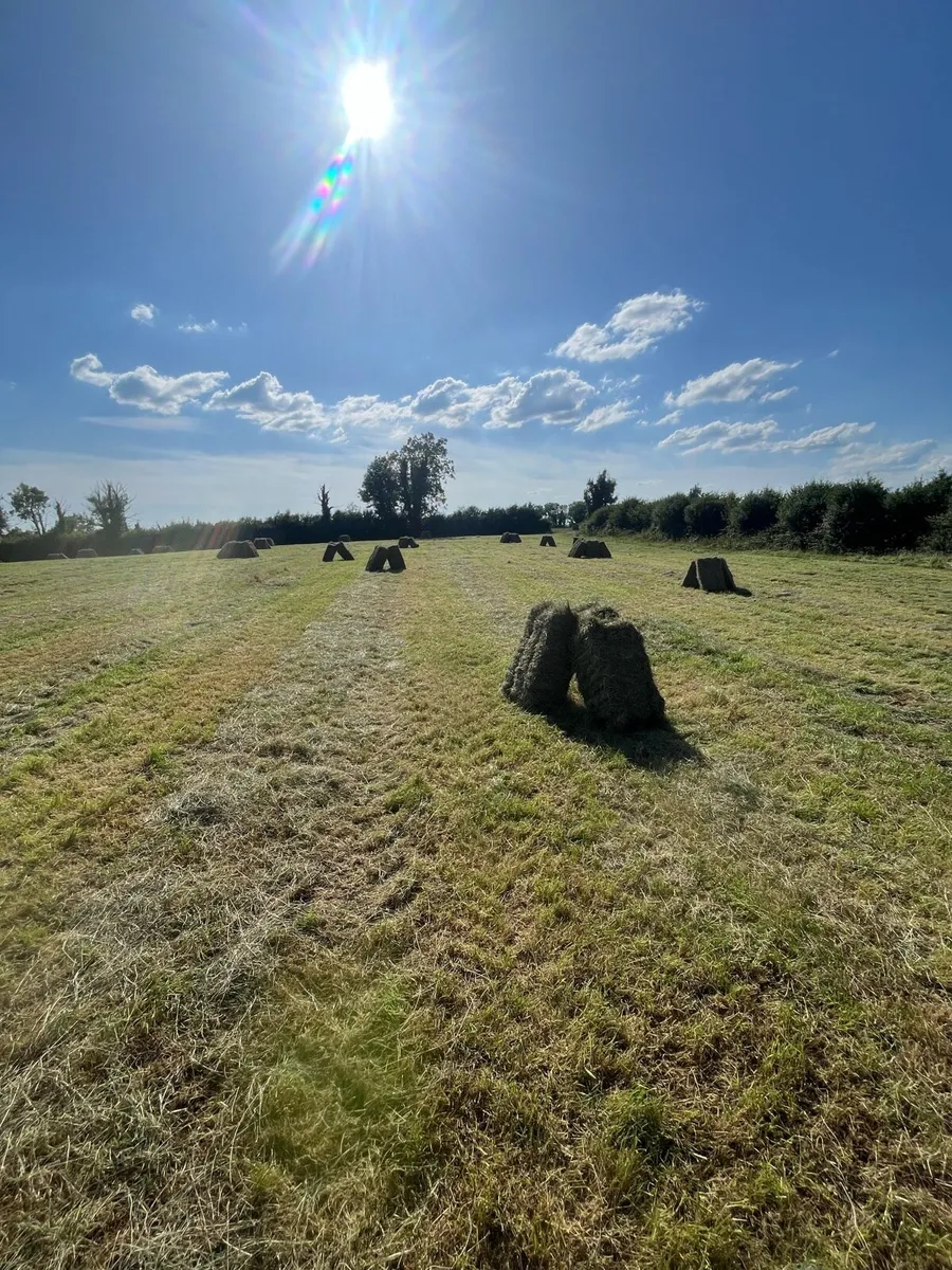 Top Quality Square bales - Image 4