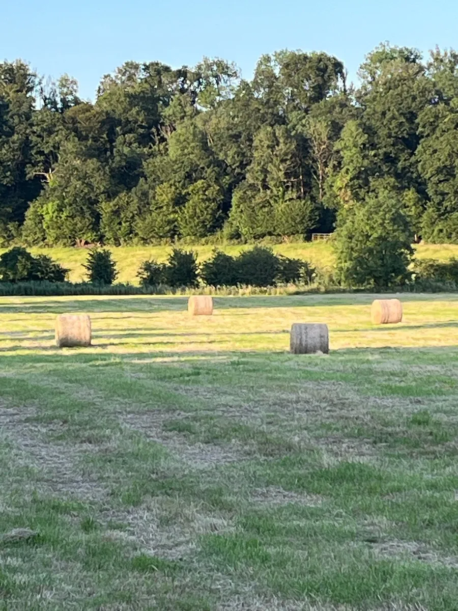 Organic Hay - Image 2