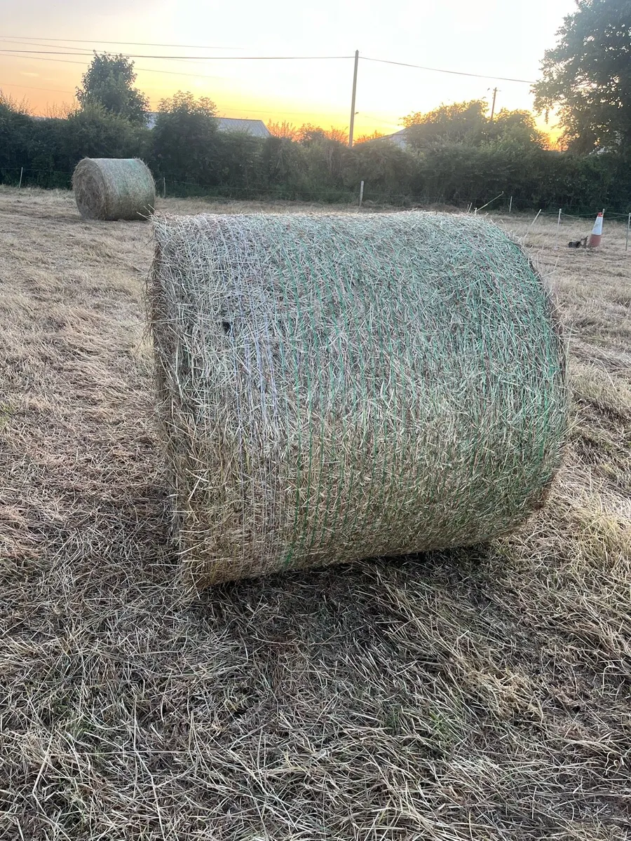 Hay - Image 1