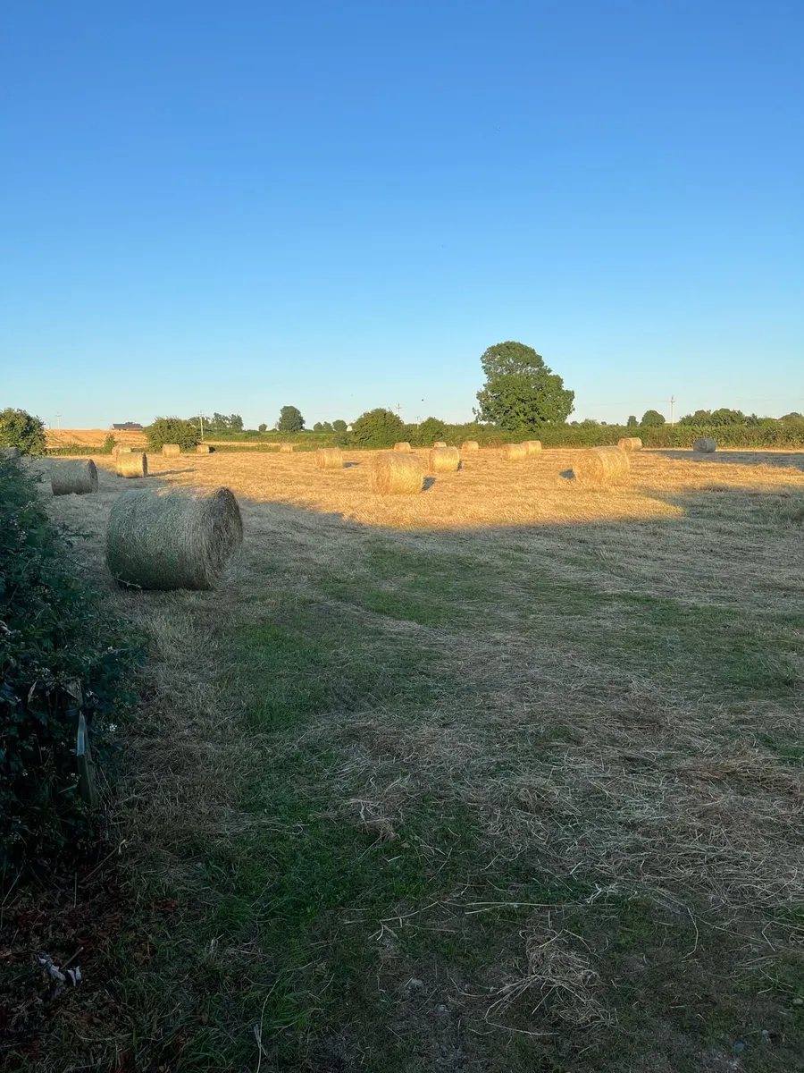 Hay - Image 3