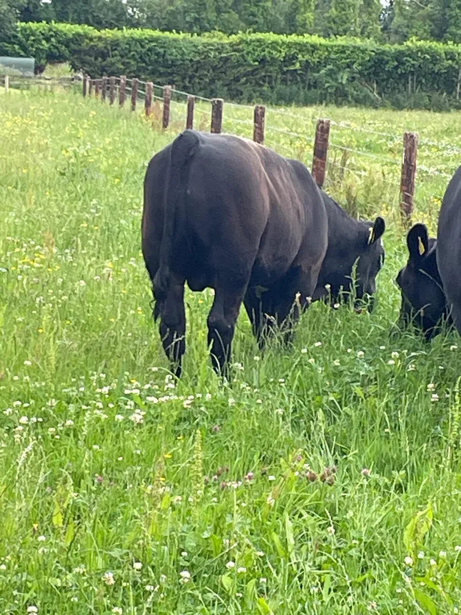Weanling bull calf - Image 4