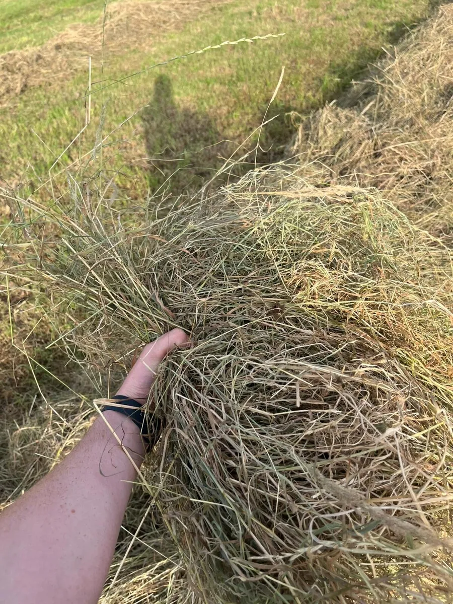 Haylage - Image 2