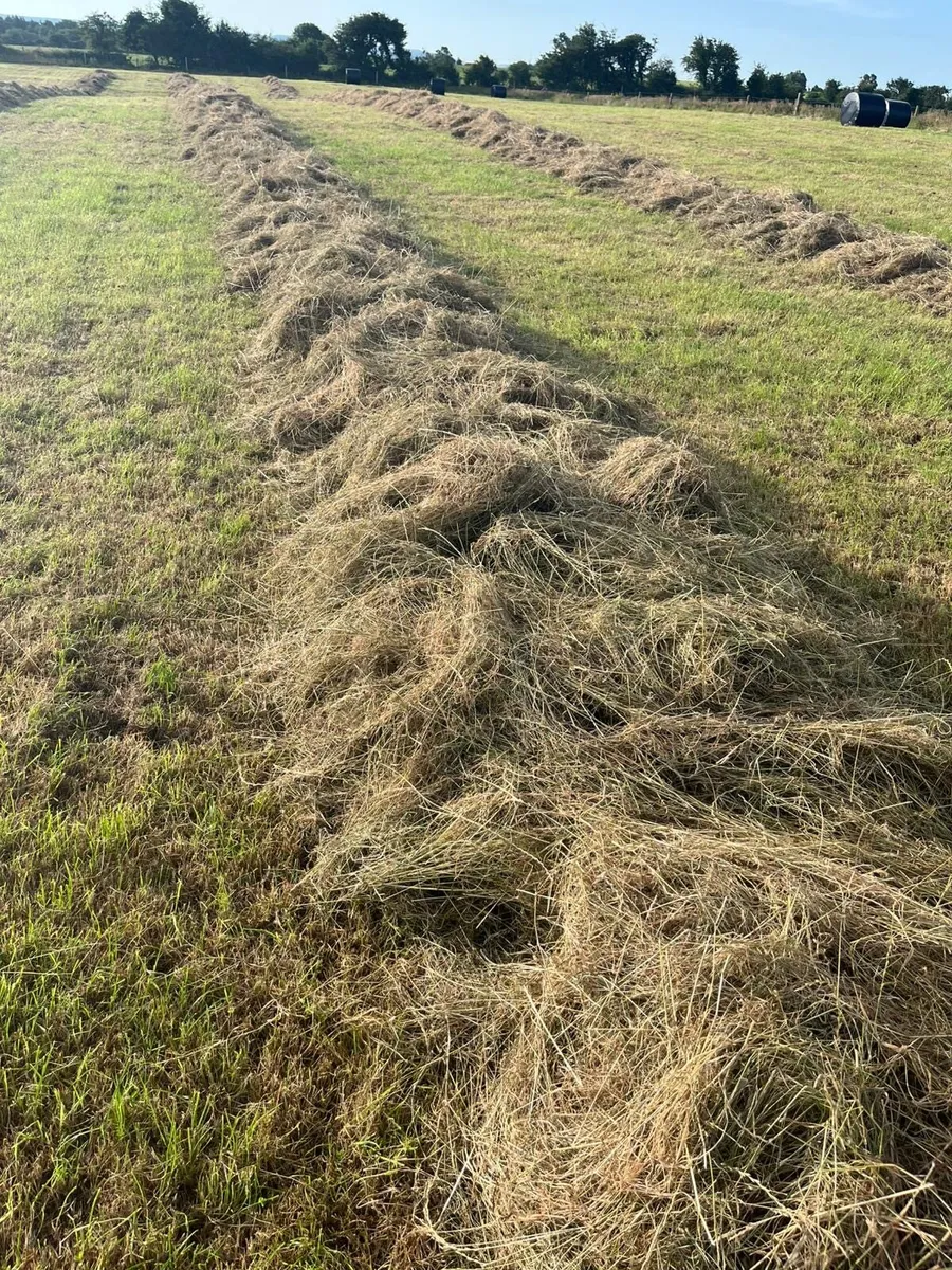 Haylage - Image 1
