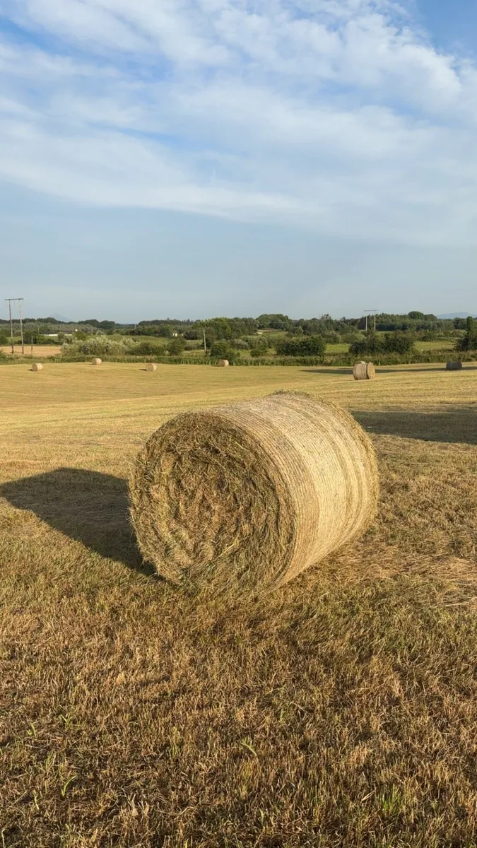 Hay - Image 1