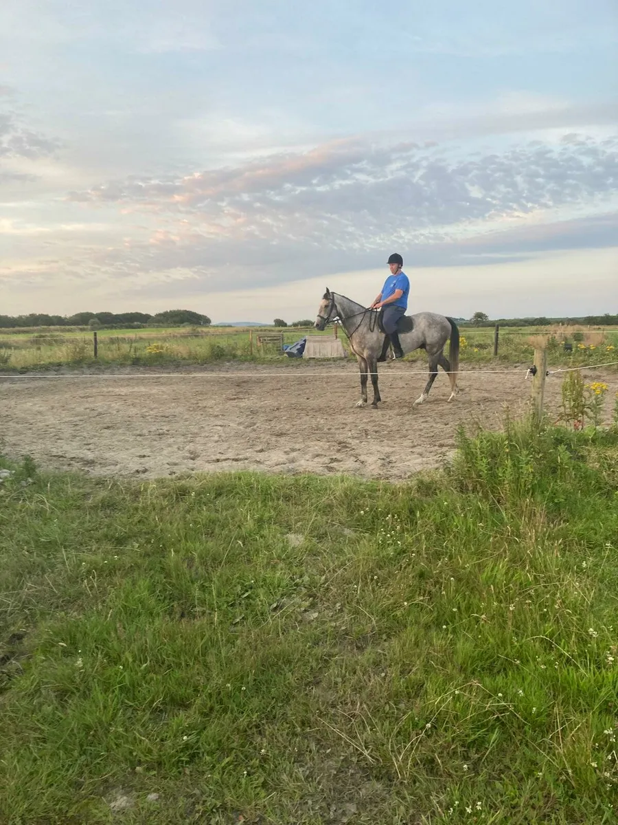 156cm riding cob for sale - Image 3