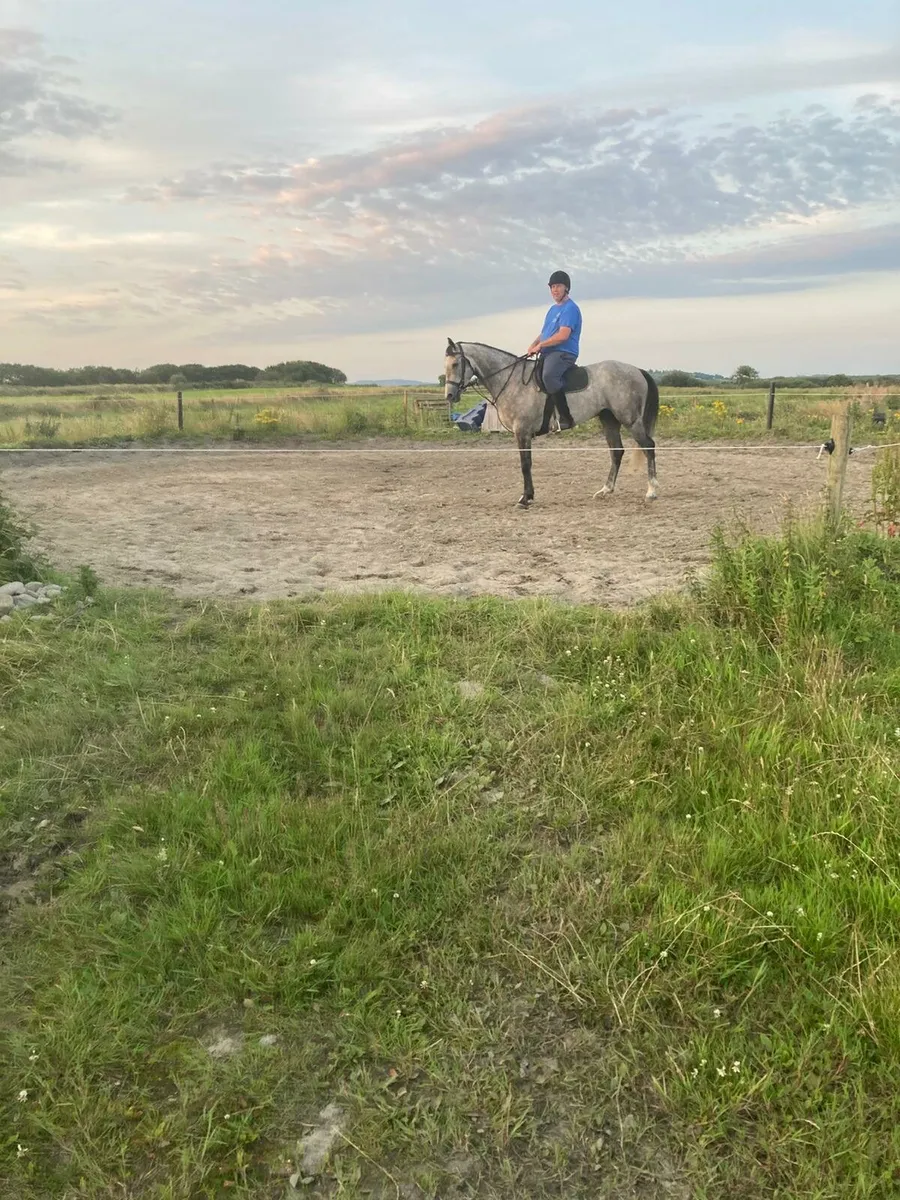 156cm riding cob for sale - Image 4