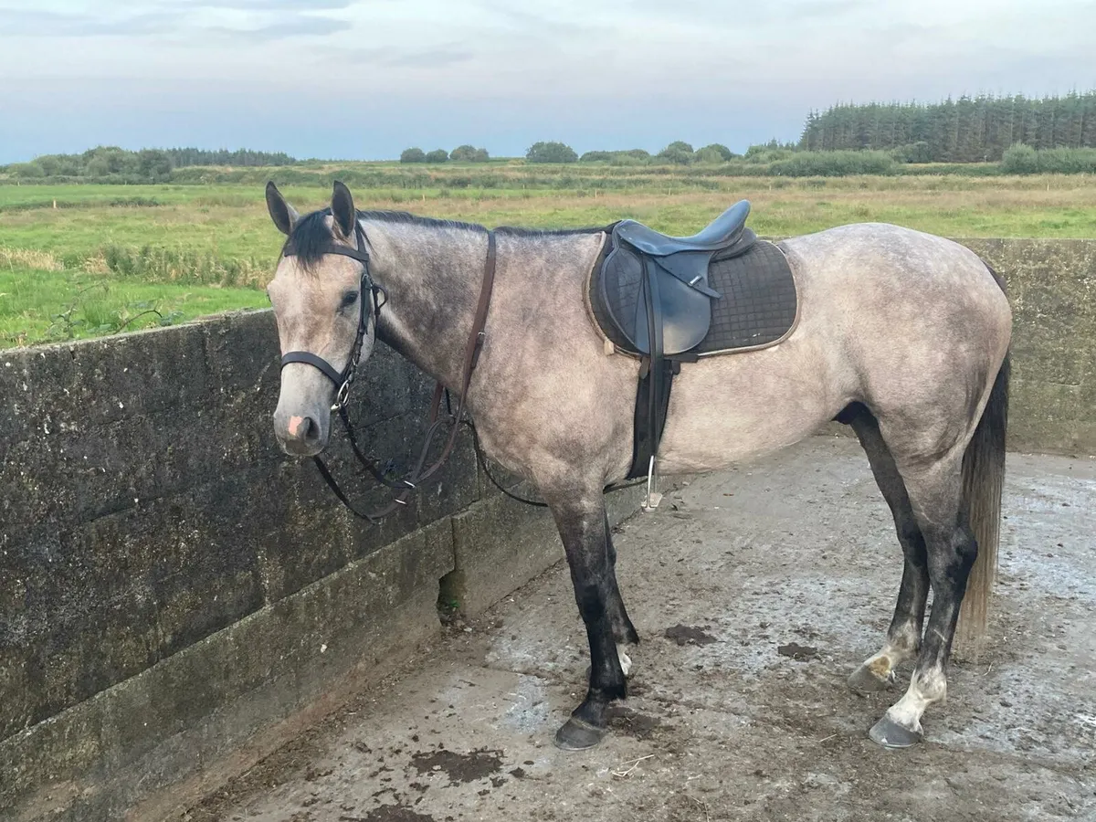 156cm riding cob for sale - Image 1