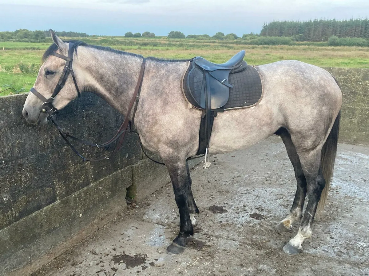 156cm riding cob for sale - Image 2