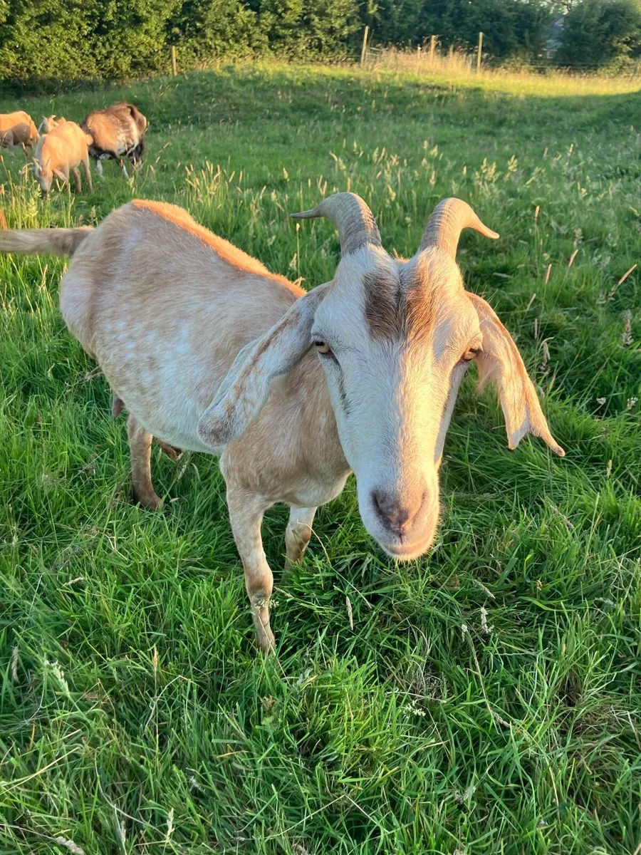Female Goats - Image 1