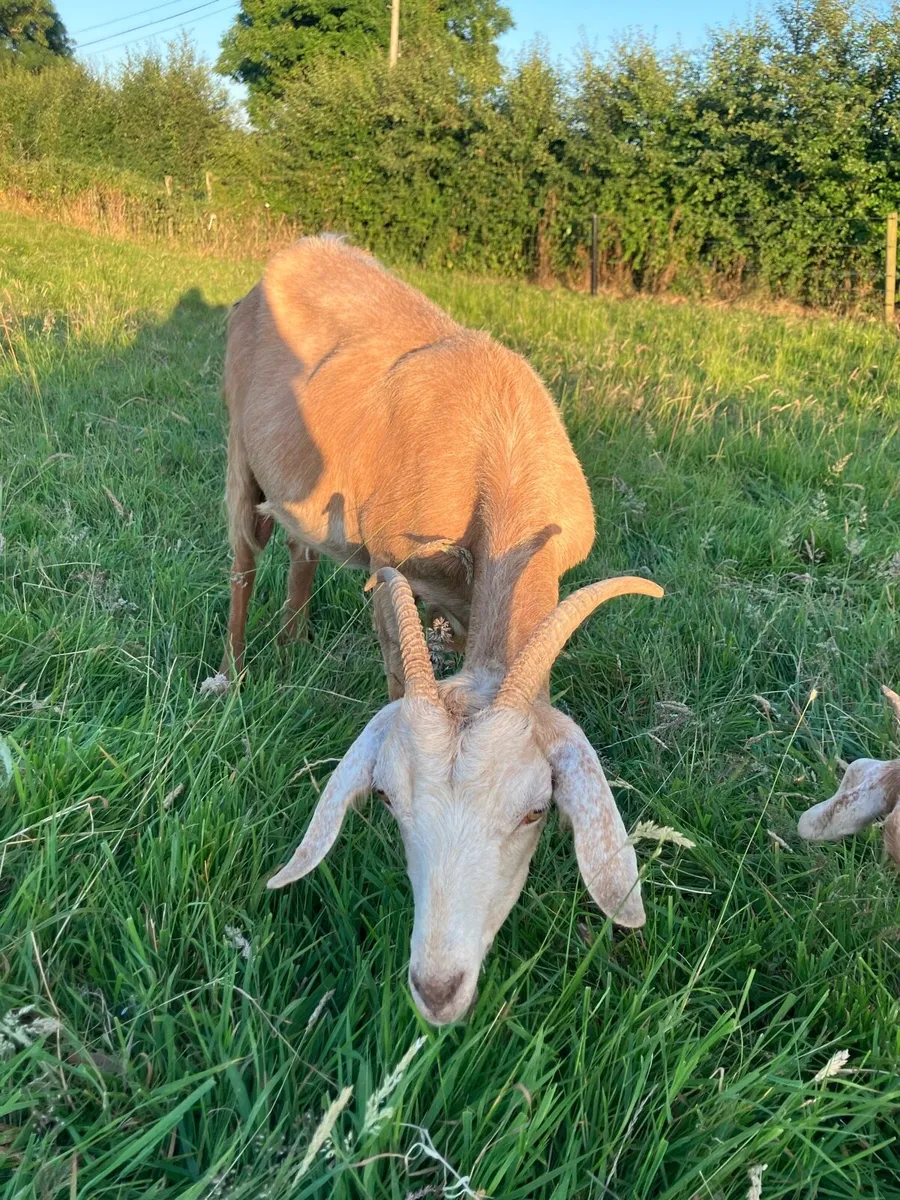 Female Goats - Image 2