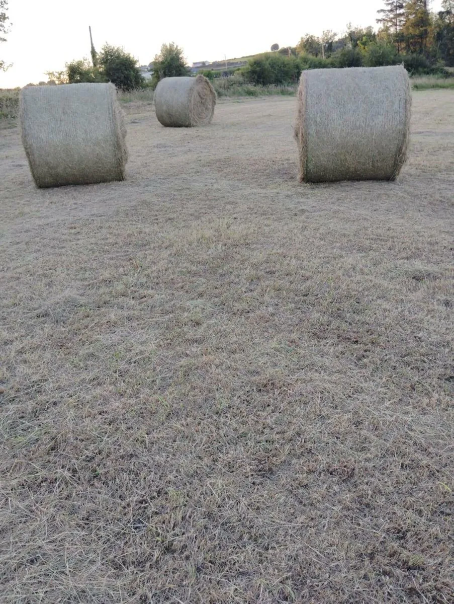 Organic Hay Round Bales - Image 3