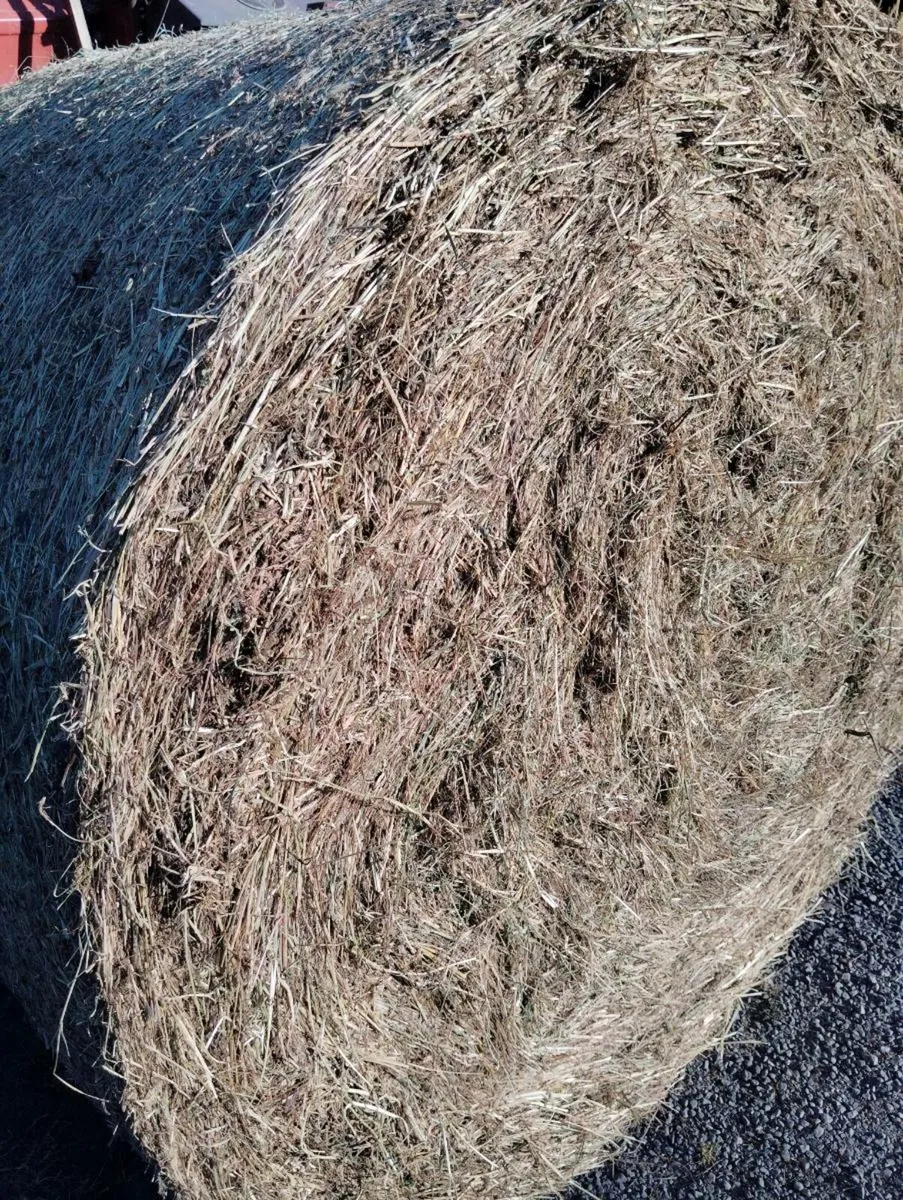 Organic Hay Round Bales - Image 4