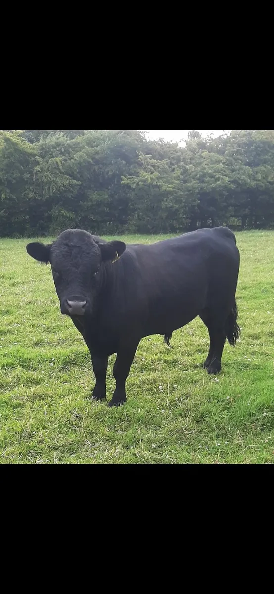 Purebred Dexter Bulls - Image 1