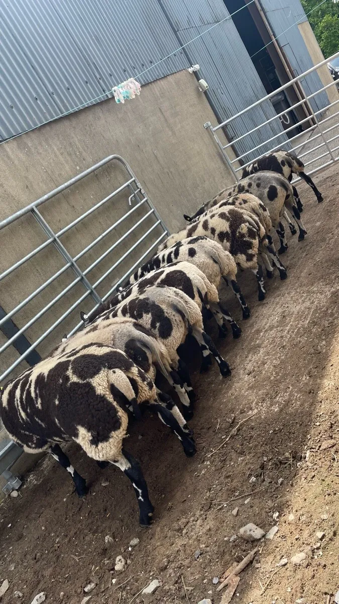 Dutch spotted ewe and ram lambs - Image 1