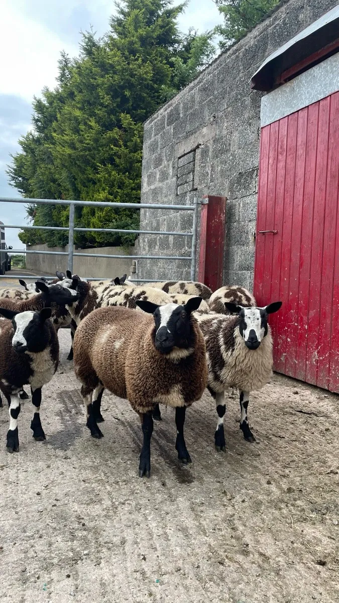Dutch spotted ewe and ram lambs - Image 2