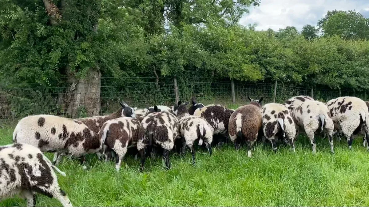 Dutch spotted ewe and ram lambs - Image 3