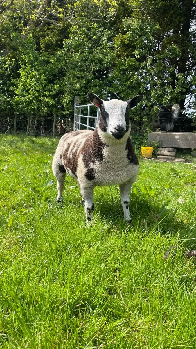 Dutch spotted ewe and ram lambs - Image 4