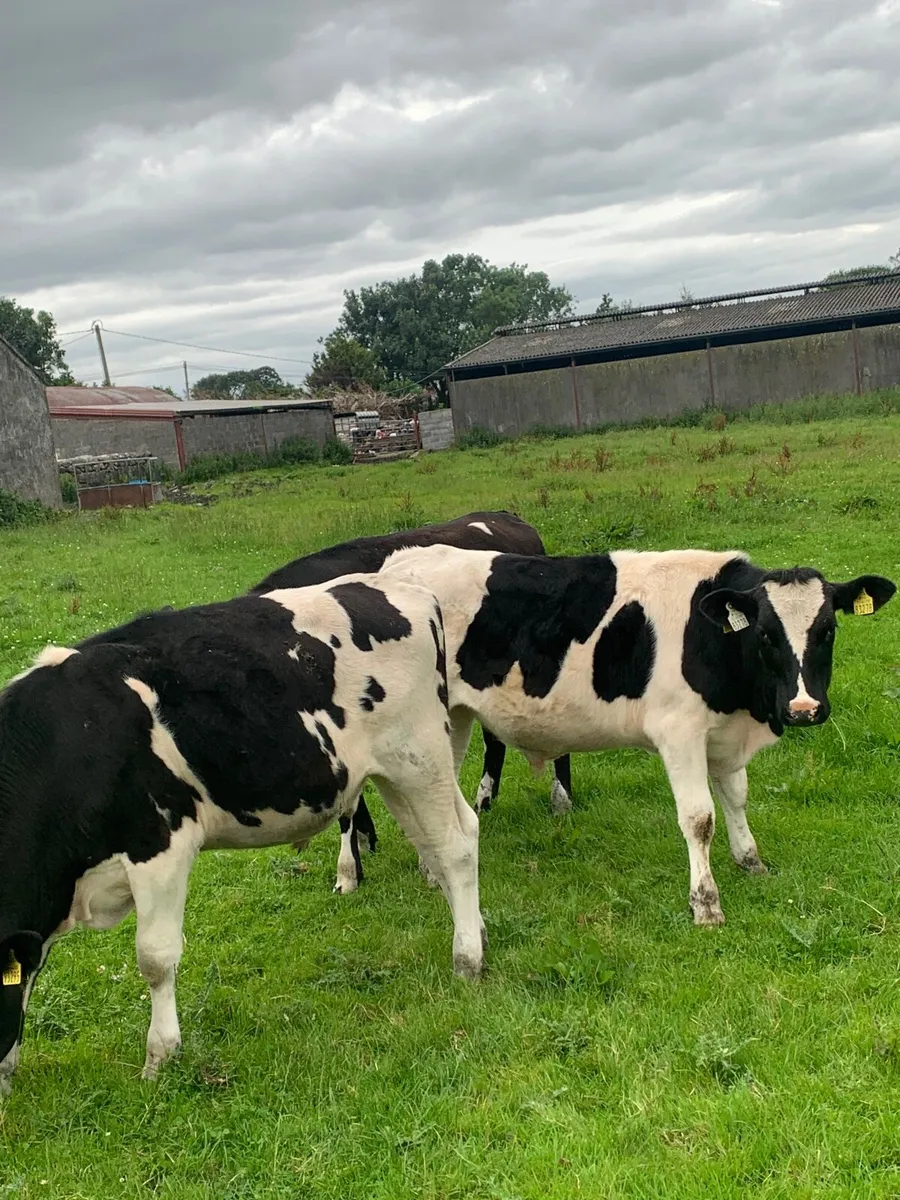 3 British Fr Bullocks for sale - Image 1