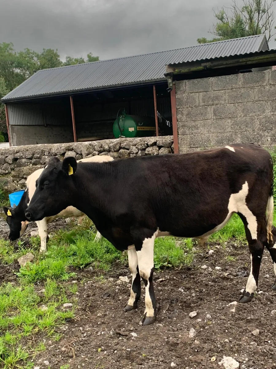 3 British Fr Bullocks for sale - Image 3