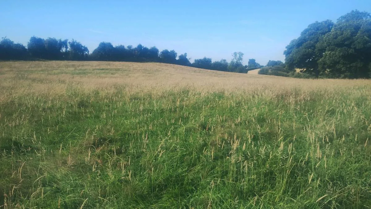 Hay/silage/haylage meadow for saving - Image 1