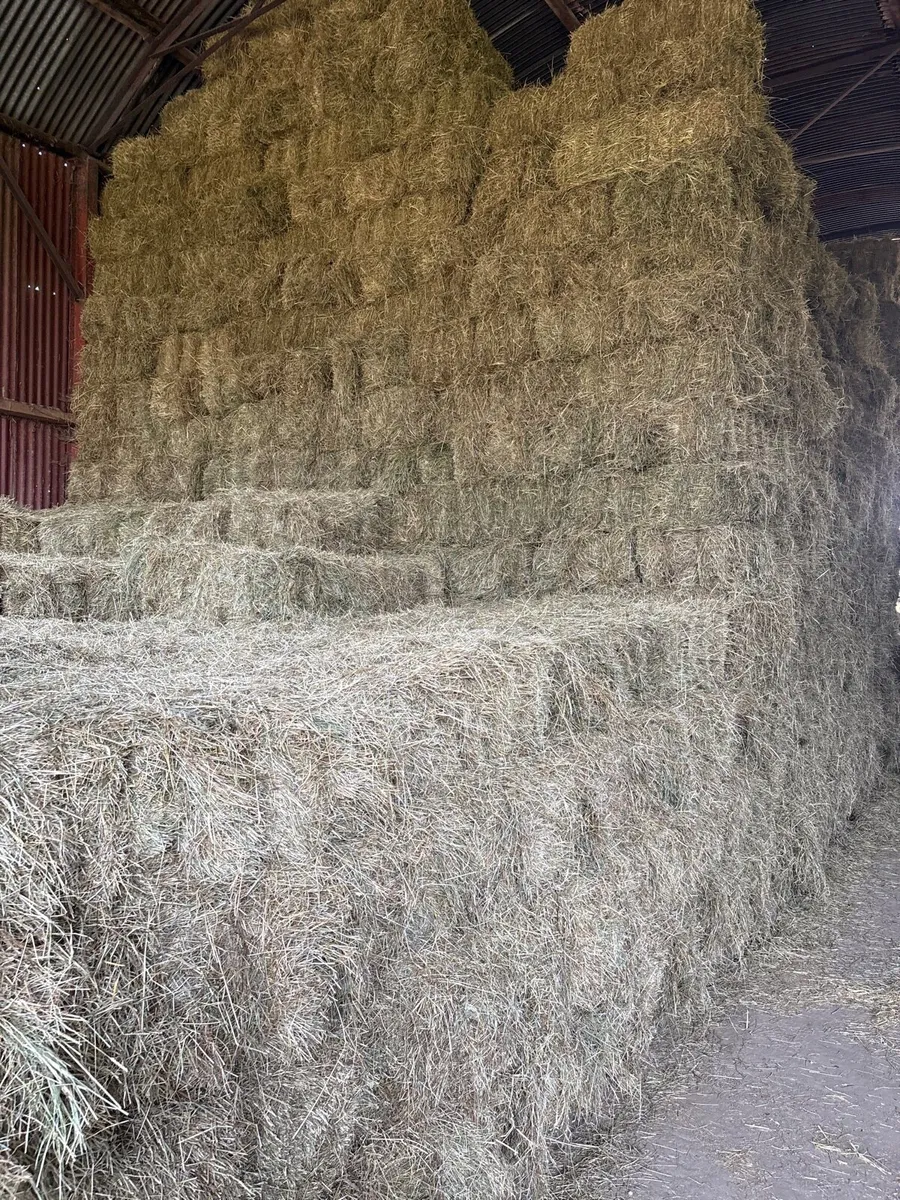 Square baler of hay - Image 1