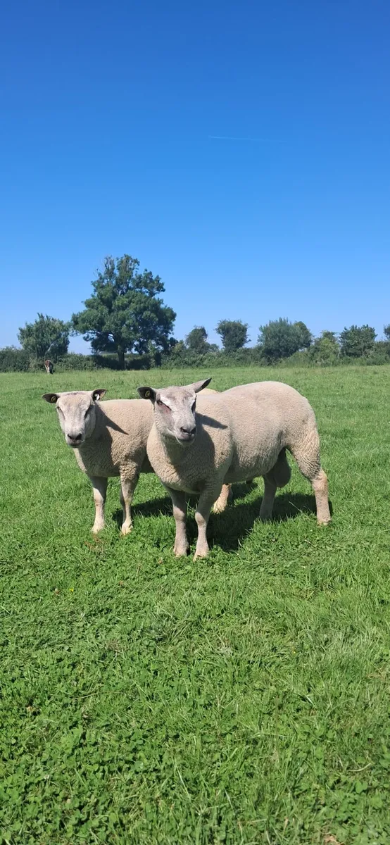 PURE BRED CHAROLLAIS - Image 1
