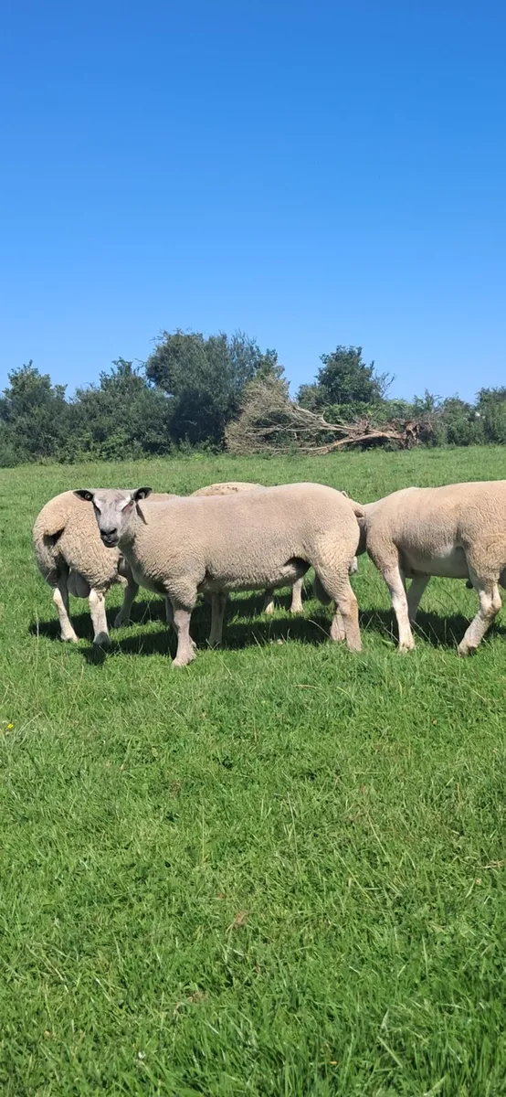 PURE BRED CHAROLLAIS - Image 2