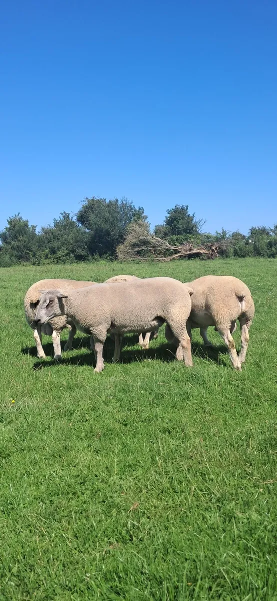 PURE BRED CHAROLLAIS - Image 3