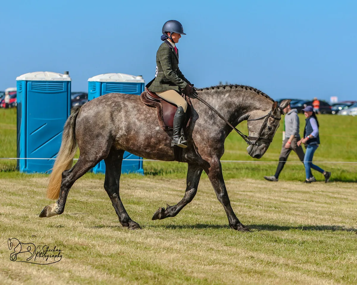Draught gelding by gortfree lakeside lad 5year old - Image 1