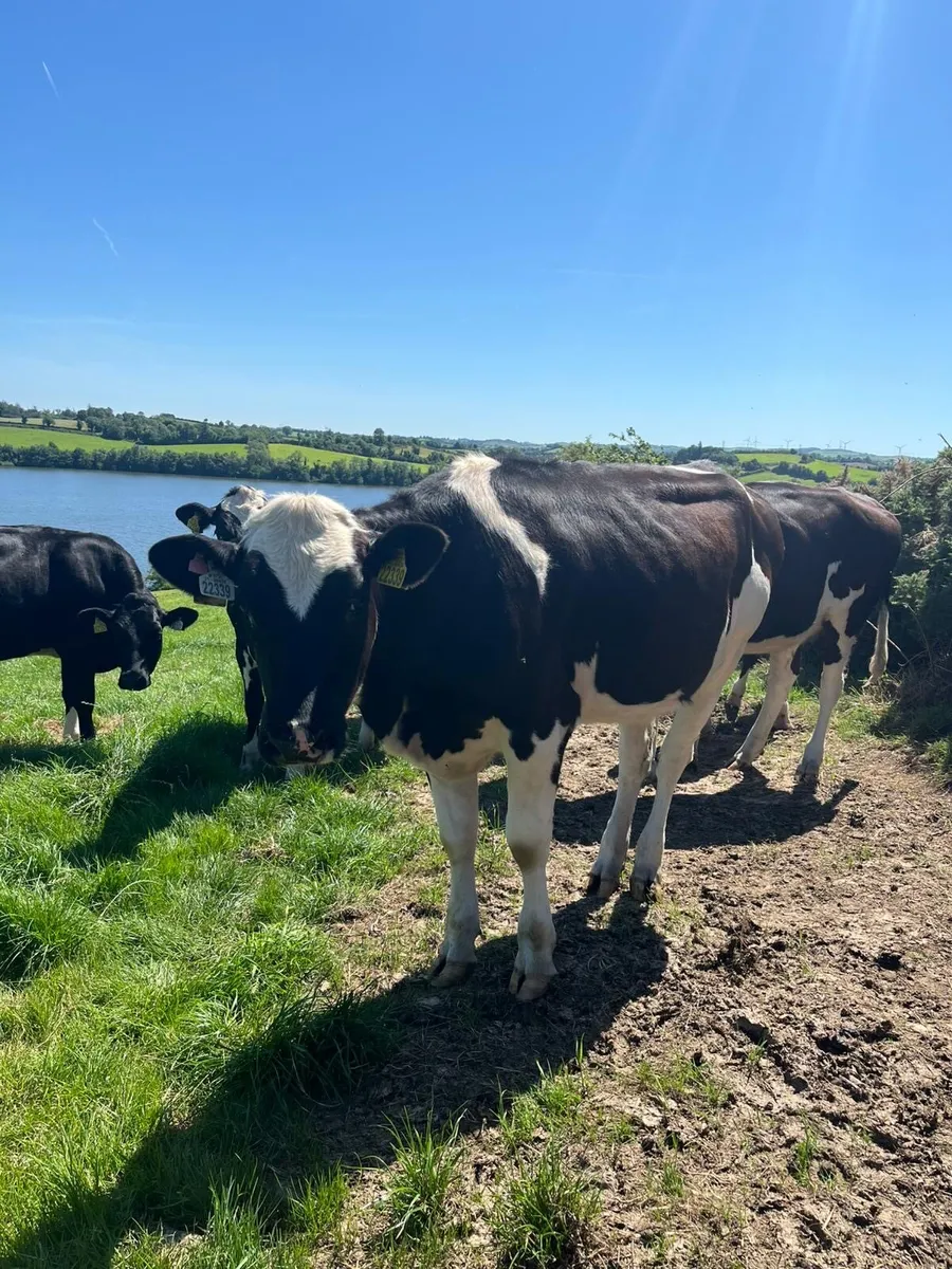 Ballybay Mart Dairy Sale 16th of July - Image 2