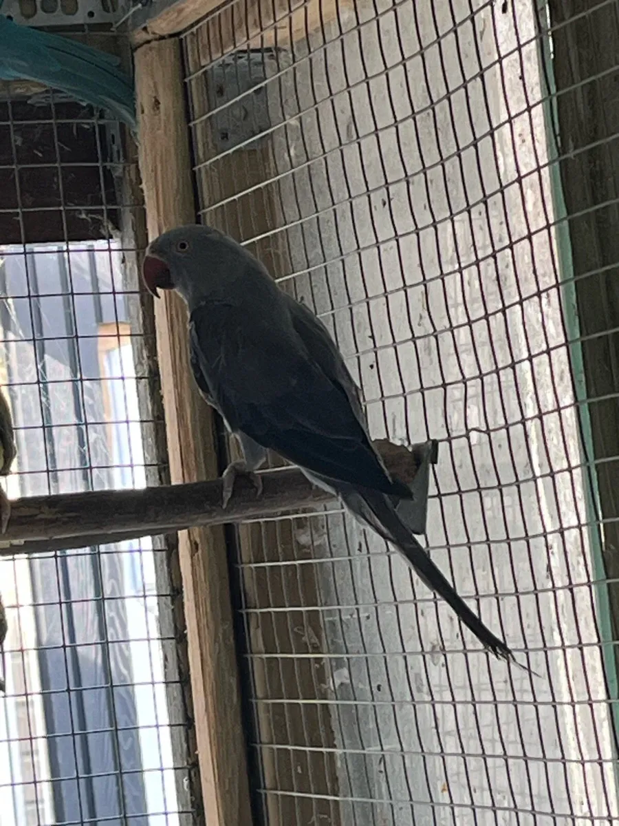 Opaline ring neck..read add for more birds - Image 2