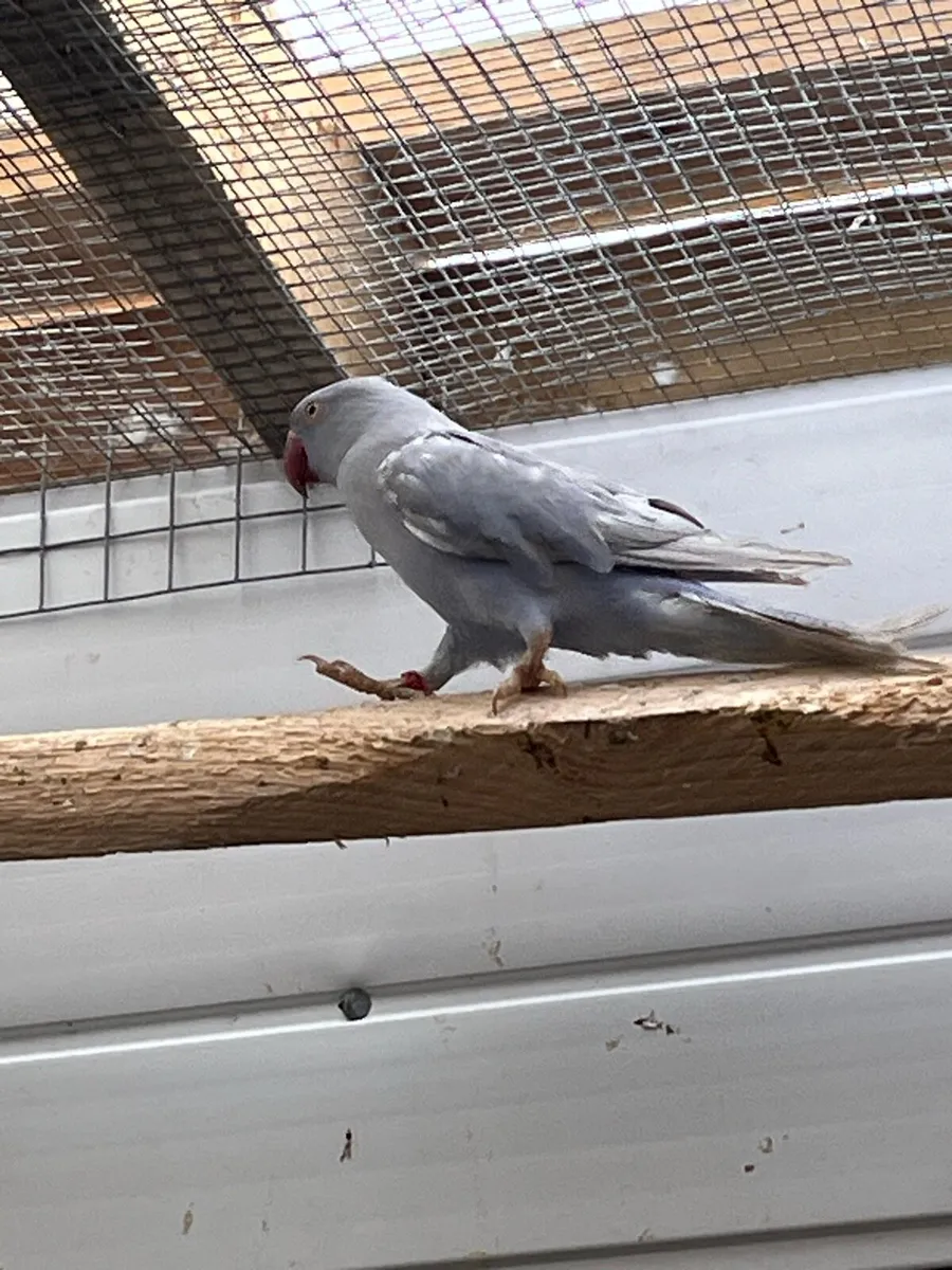 Opaline ring neck..read add for more birds - Image 1
