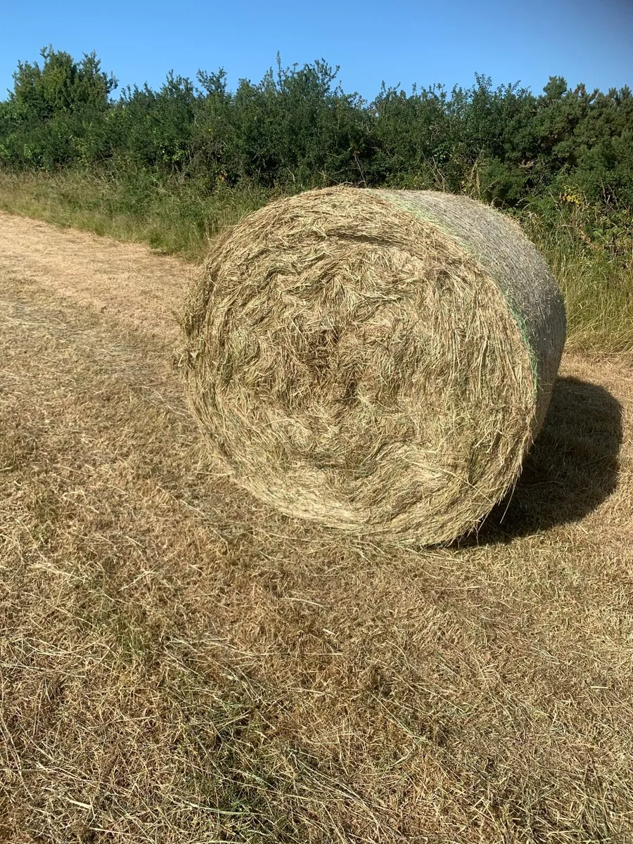 Round hay bales - Image 1
