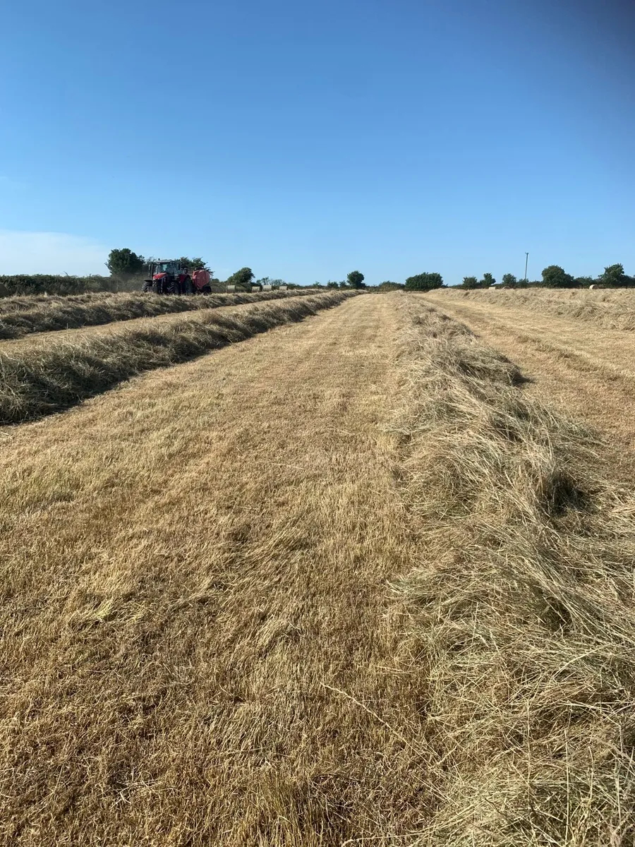 Round hay bales - Image 2