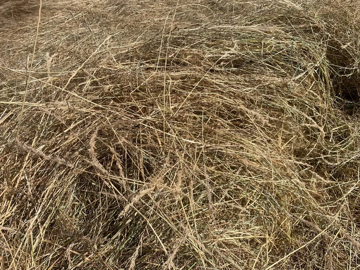 Round hay bales - Image 3