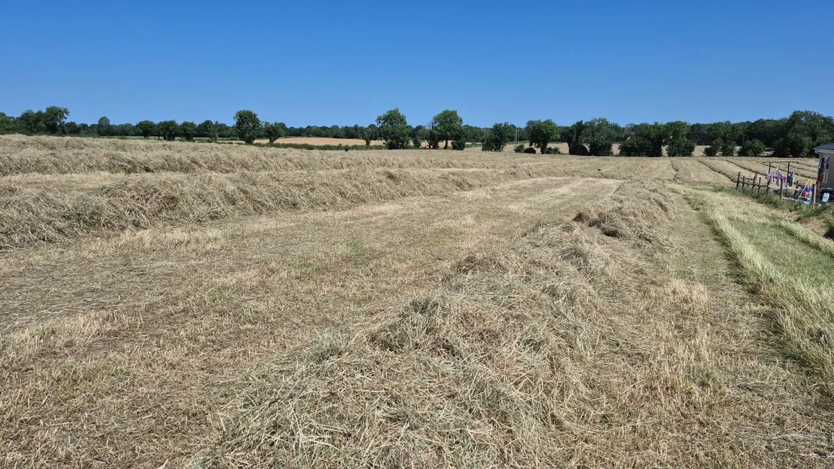 Hay For Sale - Image 2